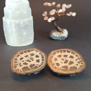 Septaria Bruta modelo 1