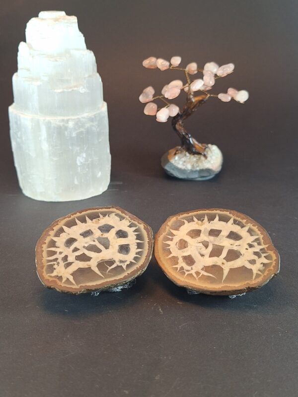 Septaria Bruta modelo 1