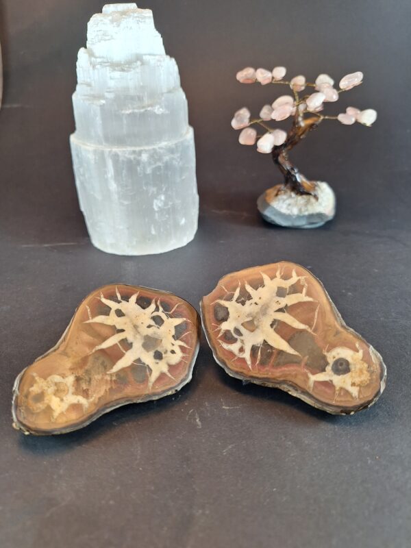 Septaria Bruta modelo 2